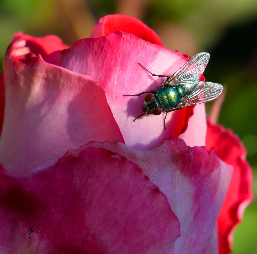 Rose Photograph - In the Sun - Fly on Rose by Michele Avanti