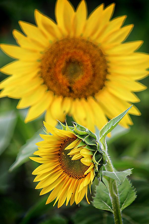 In the Sunflowers Shadows Photograph by Karen McKenzie McAdoo