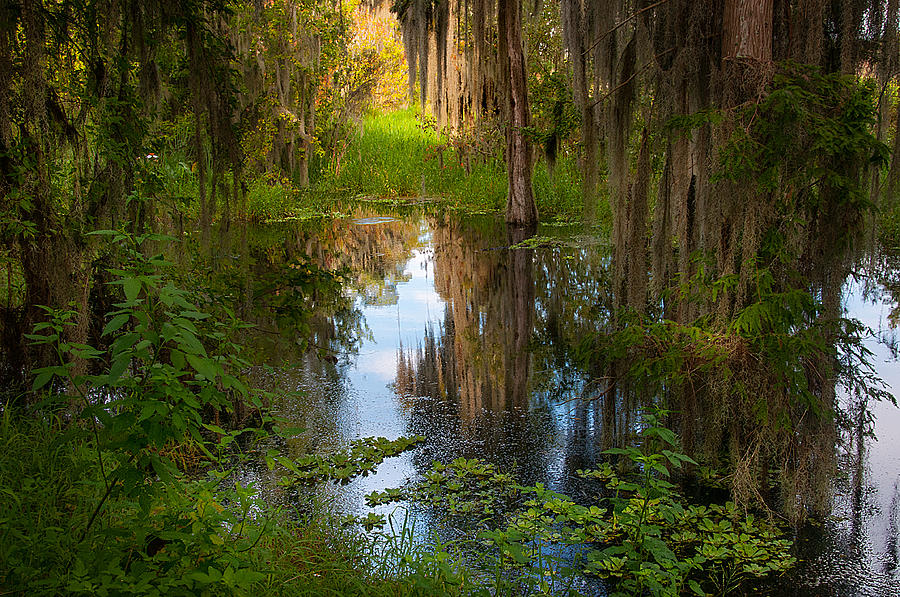 In the swamp Photograph by Carolyn DAlessandro