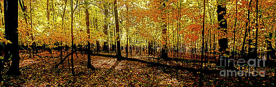 In The The Woods, Fall  Photograph by Tom Jelen