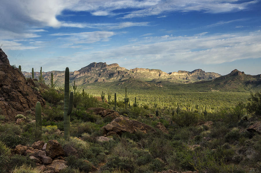 In The Valley of Saguaro Photograph by Saija Lehtonen - Pixels