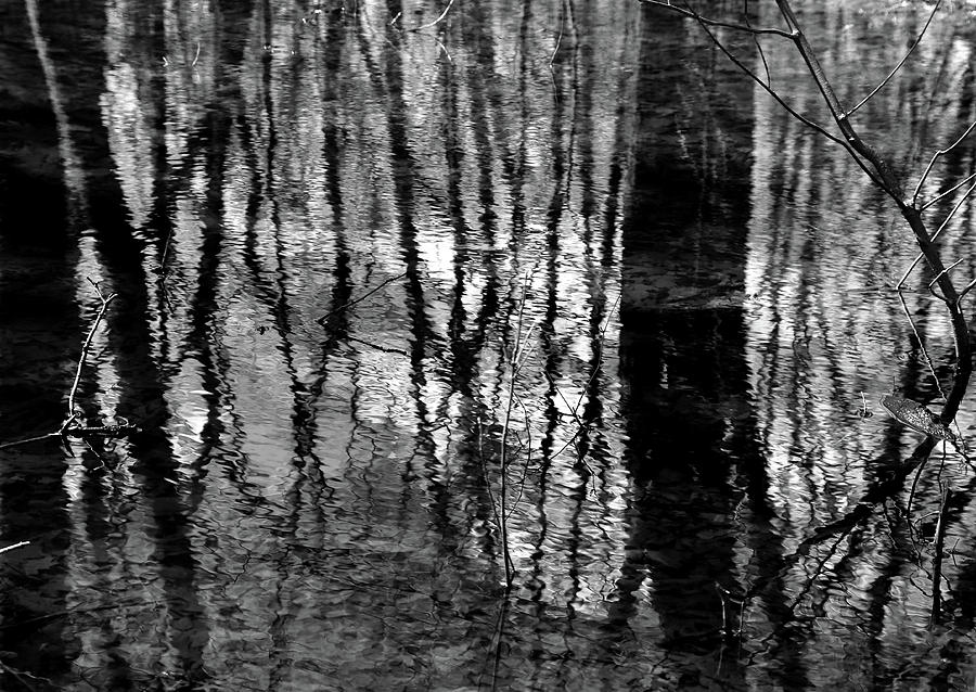 In the Wetland 2 BW Photograph by Mary Bedy