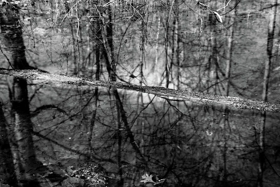 In the Wetland 3 BW Photograph by Mary Bedy