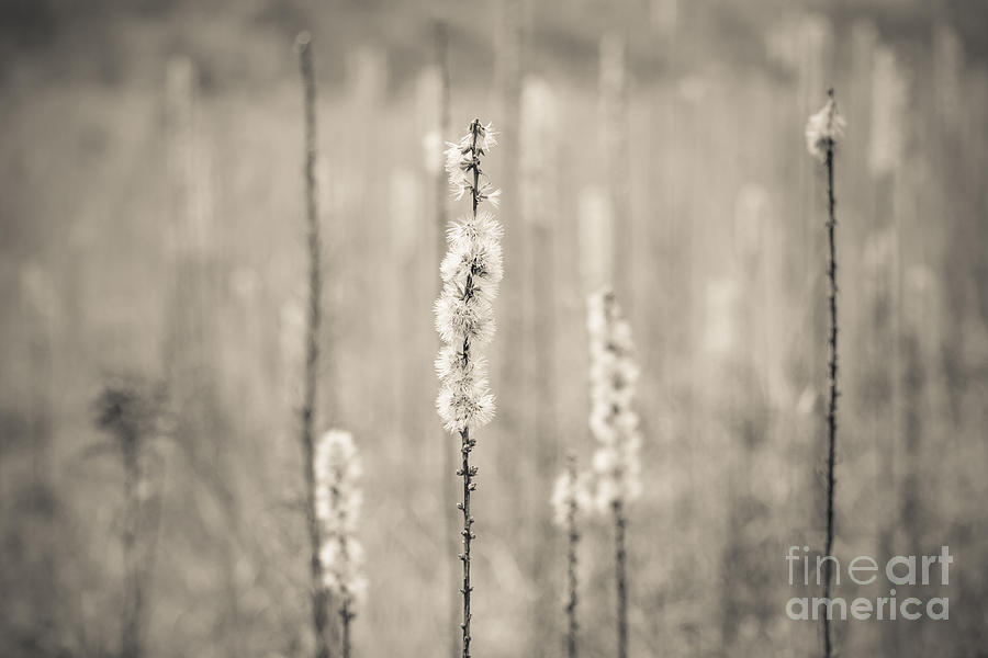 In the Wild Grass Photograph by Ana V Ramirez
