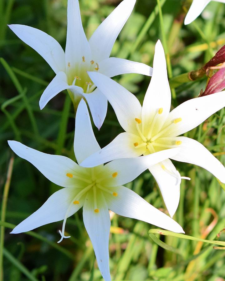 In the Wild White Lilies  Photograph by Sheri McLeroy