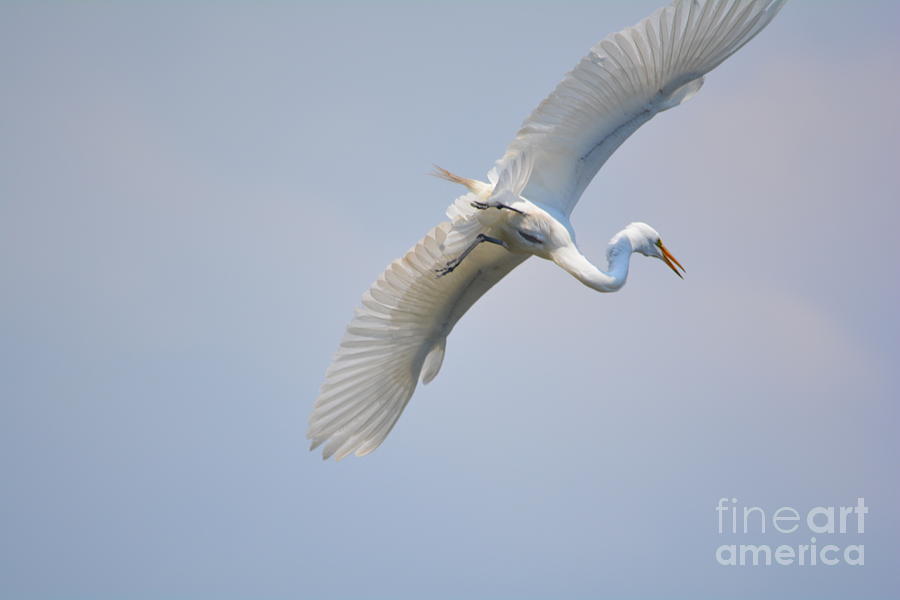 Now Where Did I Leave That Nest...in The Wild White Snowy Egrets Photography....photo C Photograph