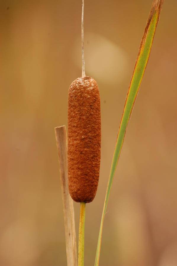 Cattail Mixed Media - In the Wind by Gary Zimmerman