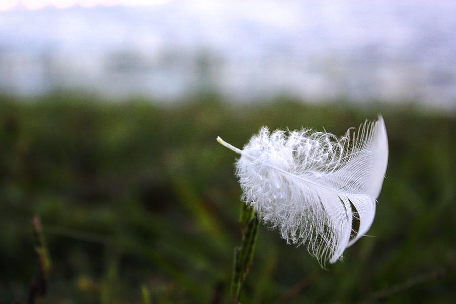 Feather Still Life Photograph - In the Wind by Jamie Smith