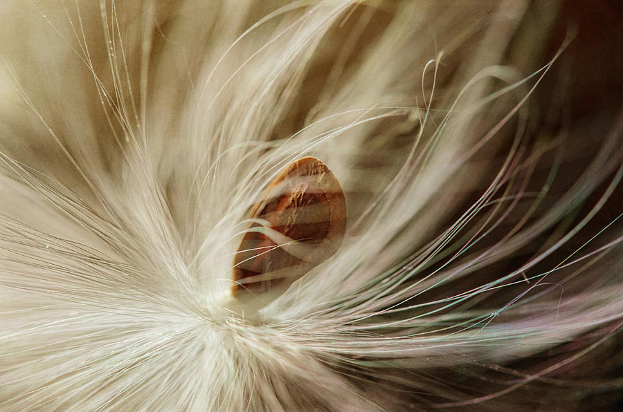 Fall Photograph - In The Wind by Sue Capuano