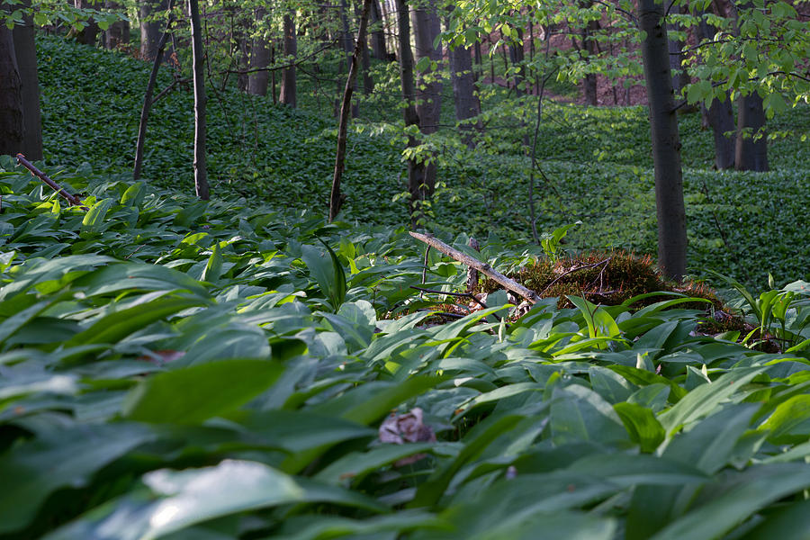 In The Wood Of Wild Garlic Photograph by Andreas Levi
