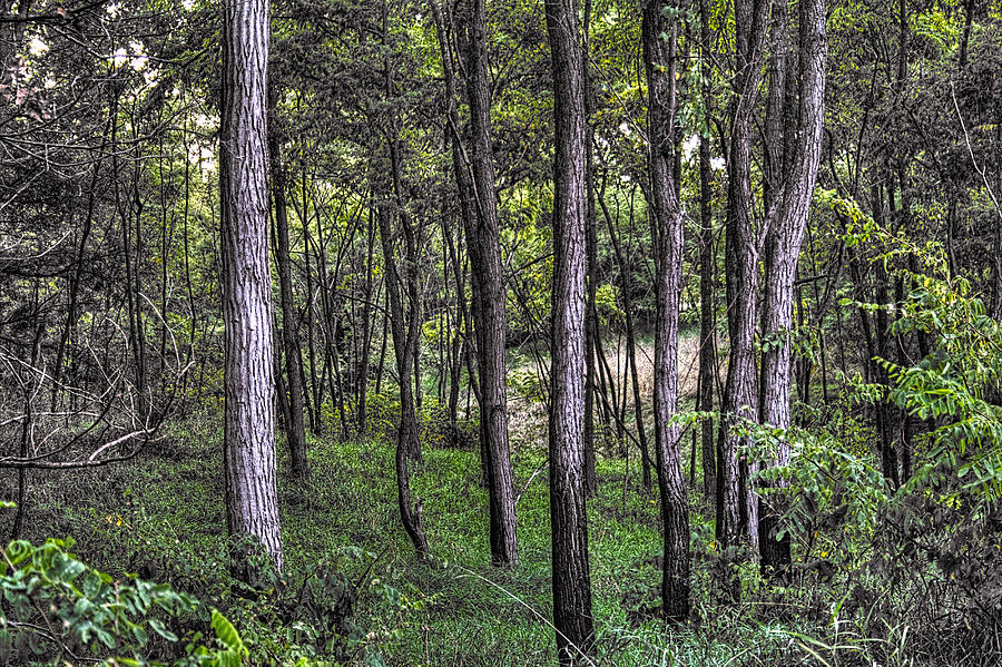 In the Woods at Moraine Hills State Park Photograph by Roger Passman
