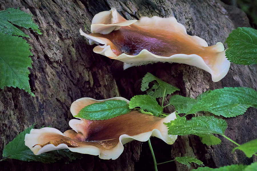 Mushroom Photograph - In the Woods - Fungus by Nikolyn McDonald