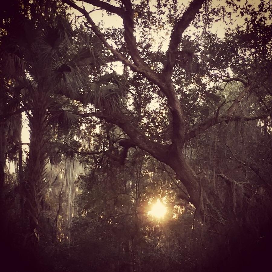 Tree Photograph - In The Woods #inthewoods #sun #trees by Jessica OToole