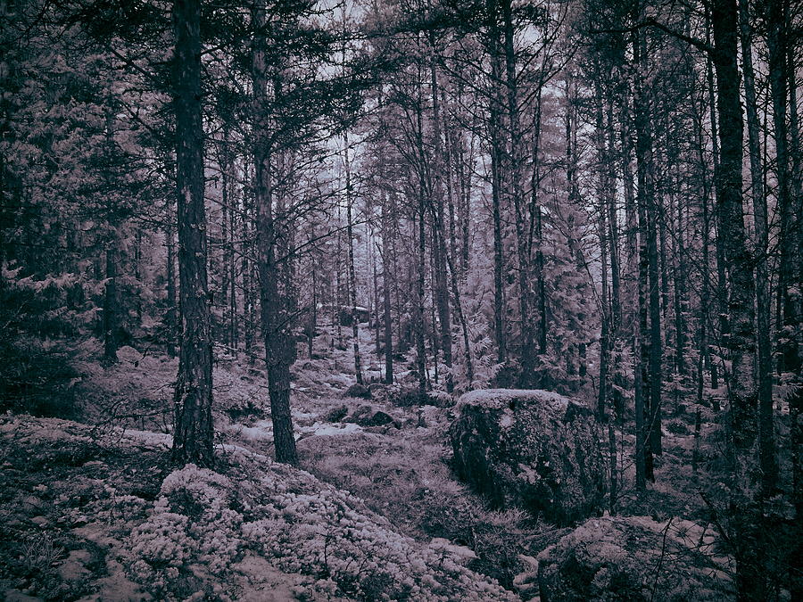 In the woods Photograph by Jouko Lehto