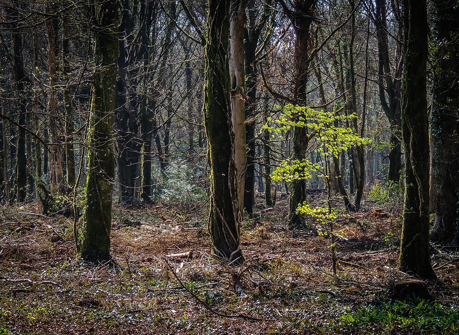 Spring Photograph - In the Woods of Irelands Coole Park by James Truett