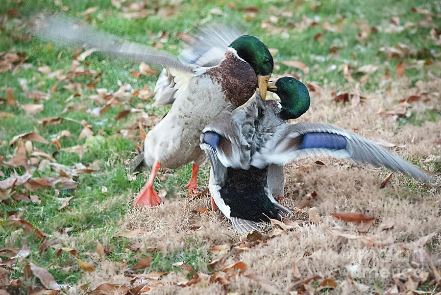 Mallard Photograph - In Your Face by Cathie Moog