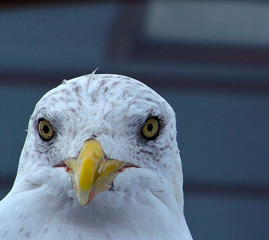 In Your Face Gull Photograph by Richard Ortolano