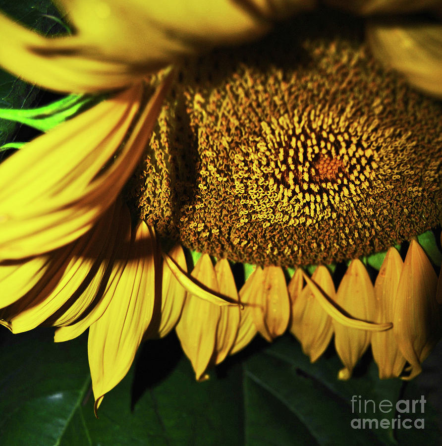 In Your Face Sunflower Photograph by George D Gordon III