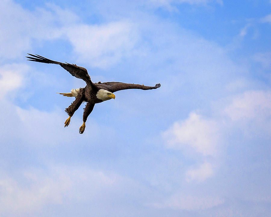 Inbound Eagle Photograph by Alan Raasch