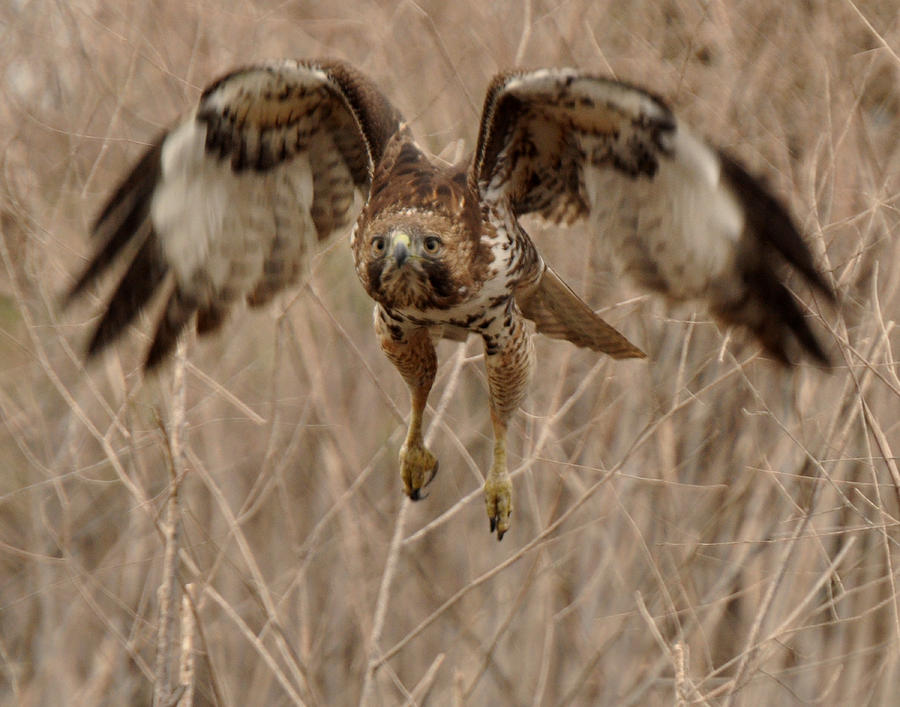 Inbound Red Tail Hawk Photograph by Matt MacMillan