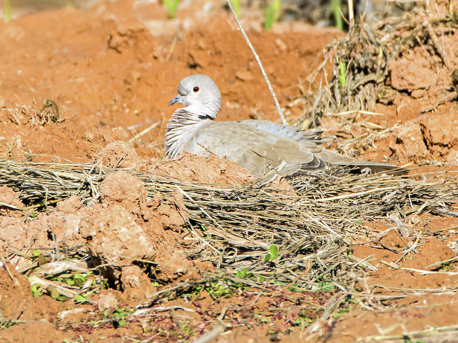 Eurasian Collared Dove on Nest Photograph by Tam Ryan