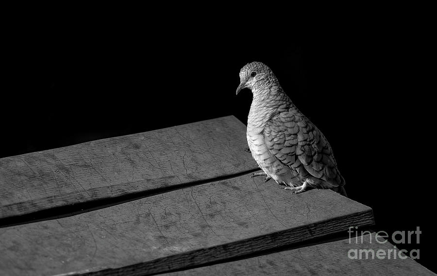 Inca Dove Serenity Photograph by Lisa Manifold