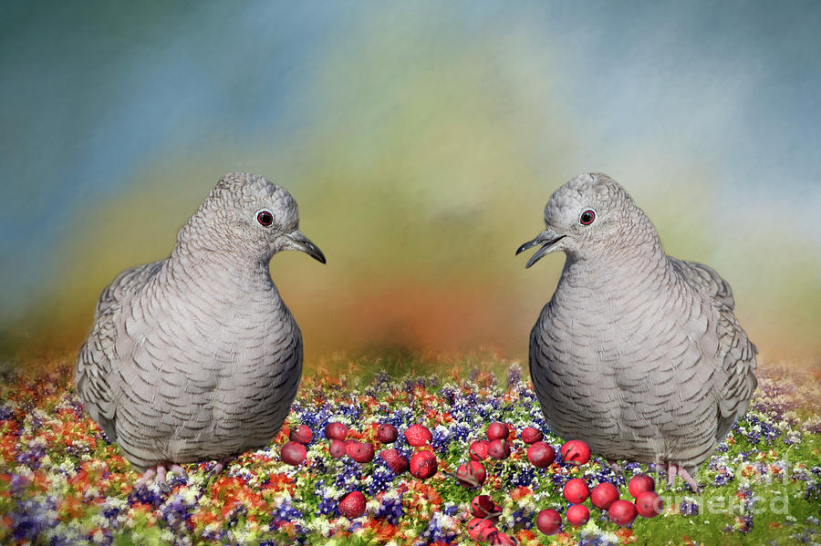 Bird Photograph - Inca Doves by Bonnie Barry