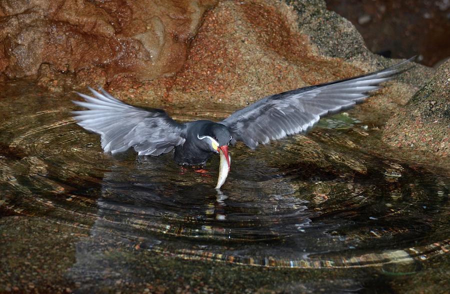 Inca Tern Catches a Fish Photograph by Richard Bryce and Family