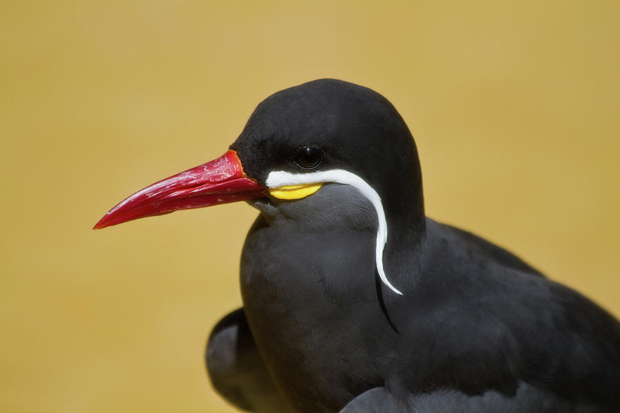 Inca Tern Photograph by Roger Mullenhour