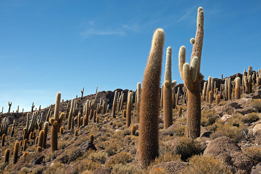 Incahuasi Island View with Giant Cacti Photograph by Aivar Mikko