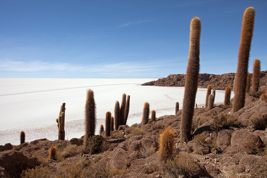 Incahuasi Island View with Giant Cacti and Salt Lake Photograph by Aivar Mikko