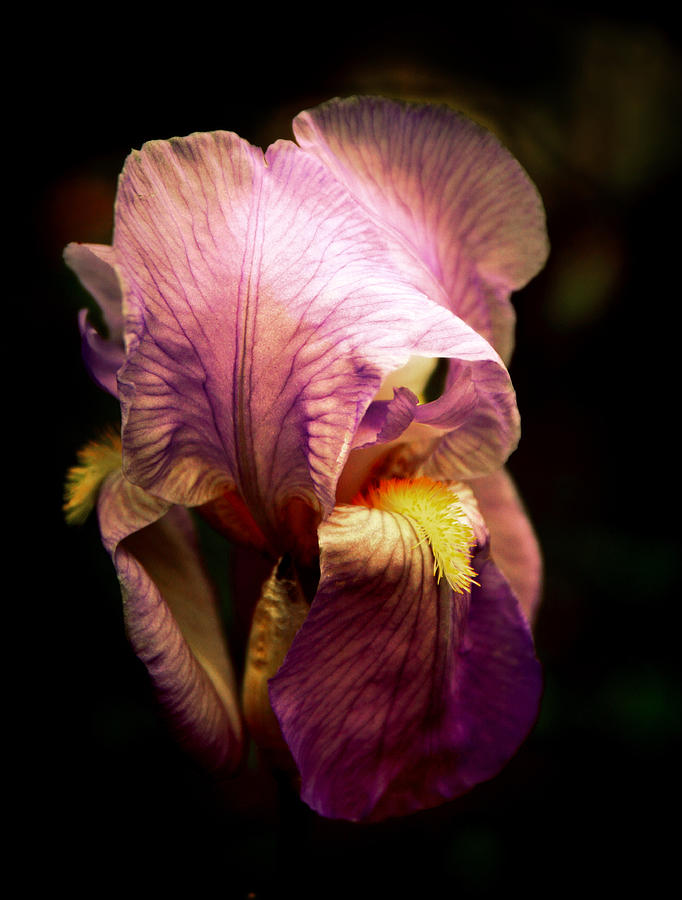 Incandescent Iris Photograph by Jessica Jenney