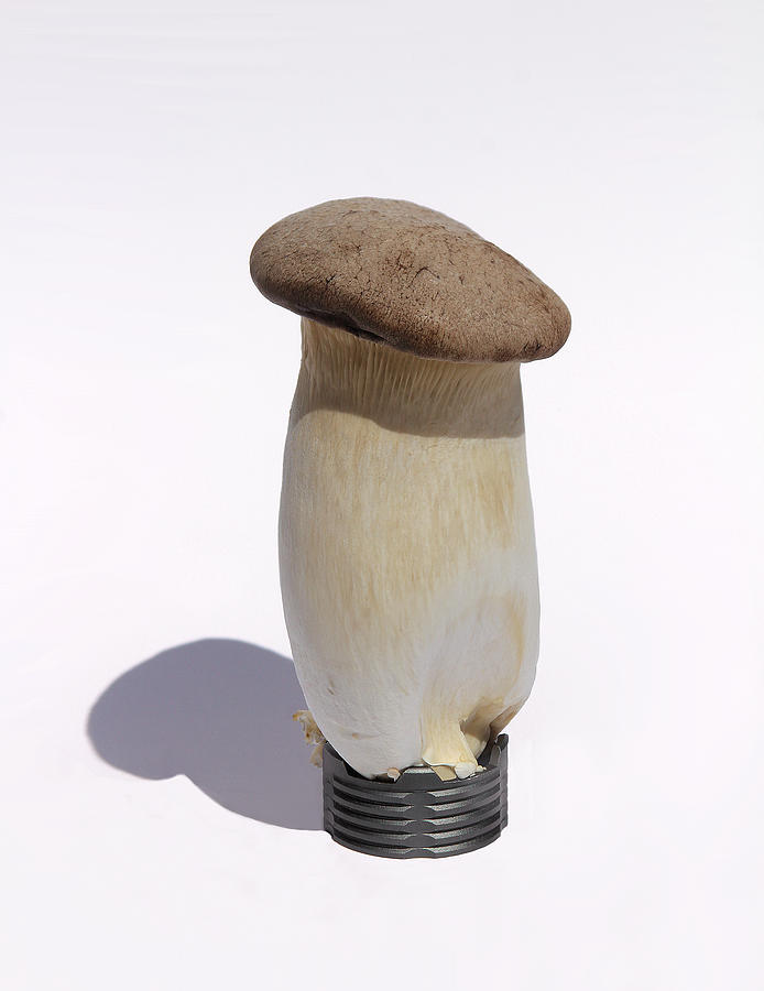 Incandescent Mushroom Photograph by Viktor Savchenko