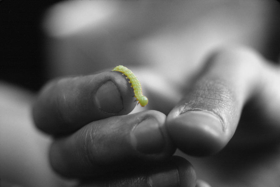 Inchworm Photograph by Frank Mari