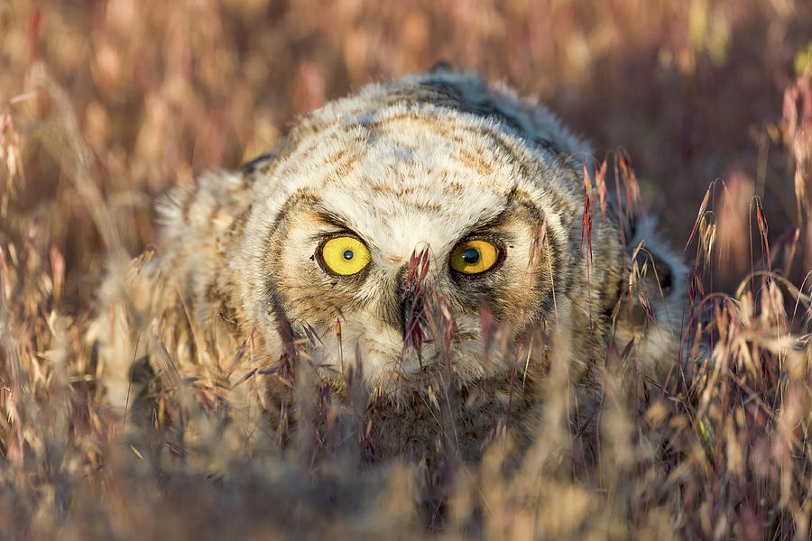 Incognito by Scott Warner Incognito by Scott Warner
