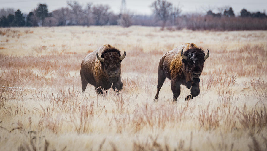 Incoming-Bison on the Run Photograph by Kelly Kennon
