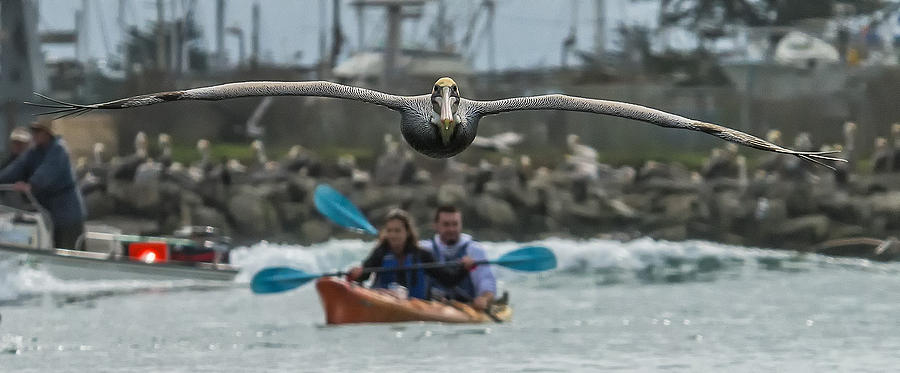 Pelican Photograph - Incoming Brown Pelican by John Charles Bruckman by California Coastal Commission