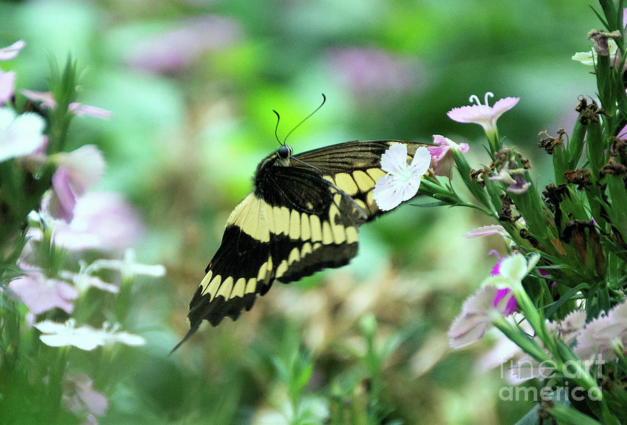 Incoming Butterfly Photograph by Kathy Kelly