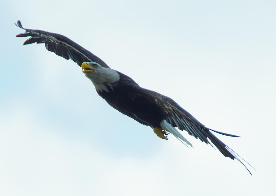 Incoming Eagle Photograph by Jeff at JSJ Photography