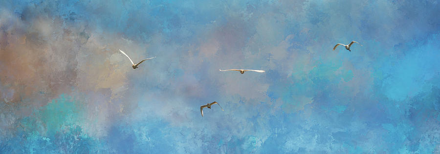 Incoming Egrets Photograph by Jai Johnson