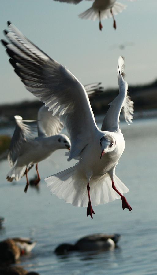 Incoming gull Photograph by Martina Fagan
