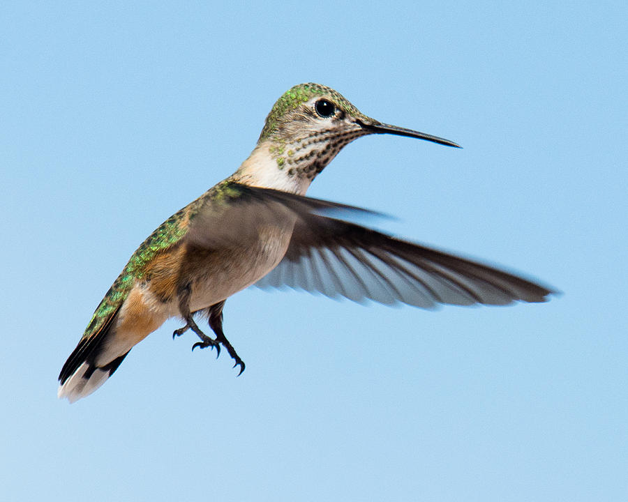 Hummingbird Photograph - Incoming Hummer by John Bartelt