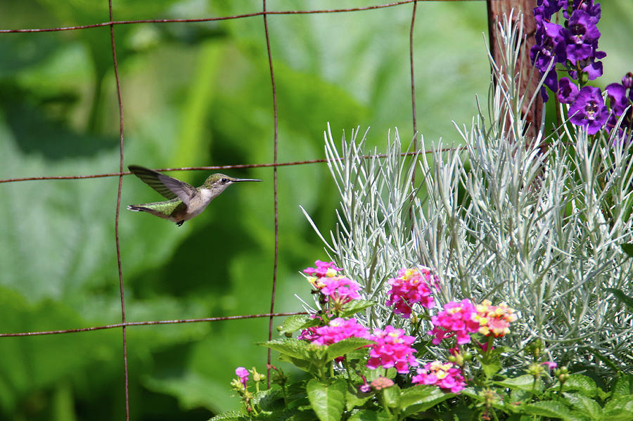 Incoming Hummingbird Photograph by Brook Burling