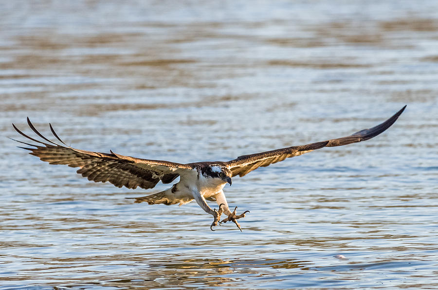Incoming Osprey Photograph by Lori Coleman