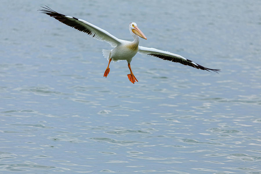 Incoming Pelican Photograph by James BO Insogna