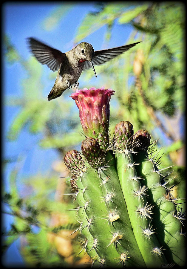 Hummingbird Photograph - Incoming  by Saija Lehtonen