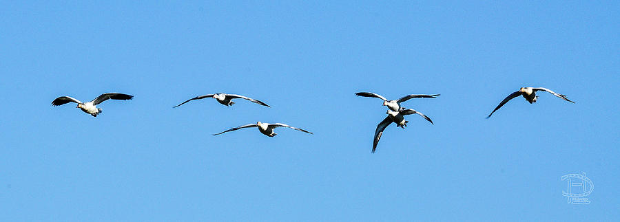 Incoming Snow Geese Flight Photograph by Daniel Hebard