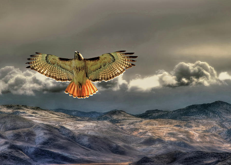Hawk Photograph - Incoming Storm by Donna Kennedy