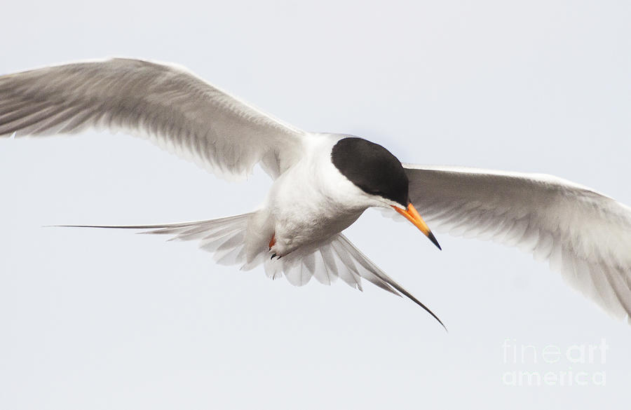 Incoming tern Photograph by Ruth Jolly