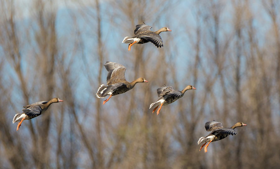 Incoming White-fronted Geese Photograph by Loree Johnson